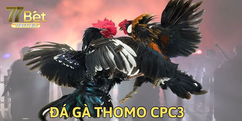 Tìm hiểu về nguồn gốc của đá gà Thomo